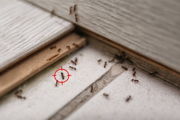 Professional Pest Control in Oak Hills, CA